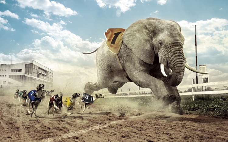 racing-elephant-with-animal.960x600